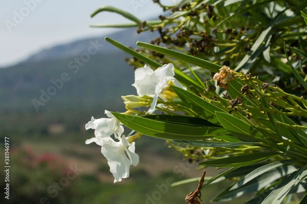 Obraz Szczegóły flory Sardynii