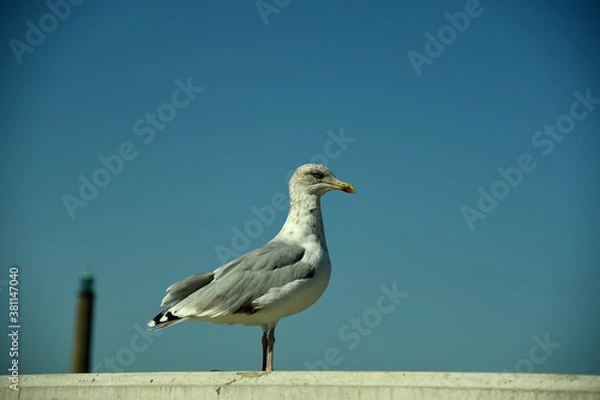 Fototapeta Gull 