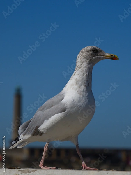 Fototapeta Gull