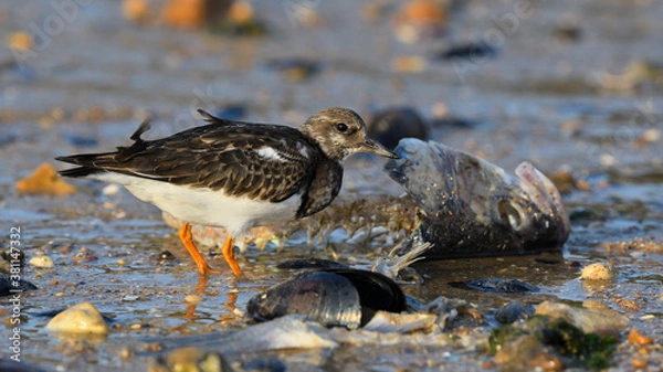 Fototapeta Turnstone