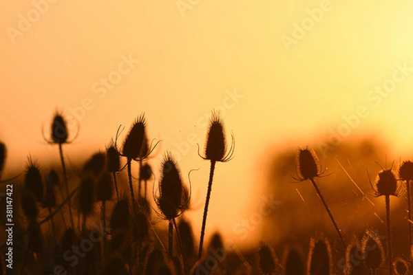 Fototapeta Thistle sunset