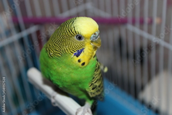Obraz parrot in cage