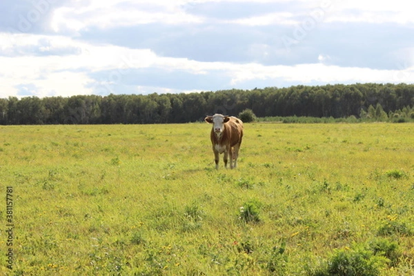 Obraz horses in the field