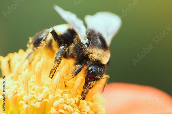 Obraz close up pollinator bee on flower