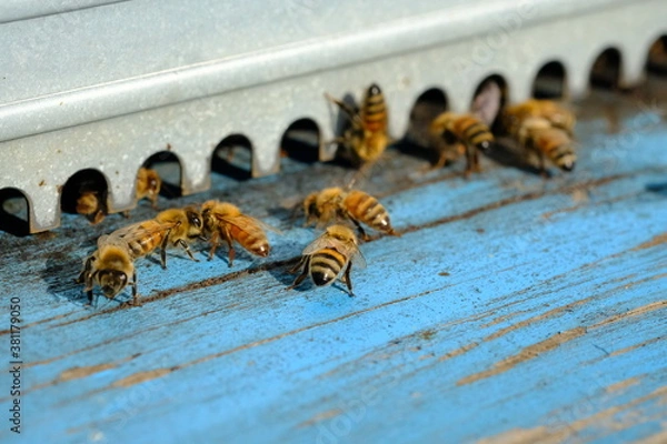 Fototapeta Allevamento di Api