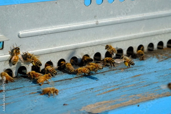 Fototapeta Allevamento di Api