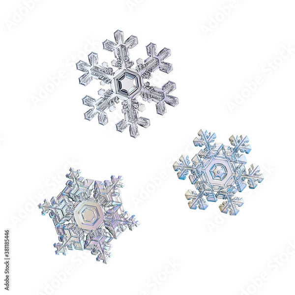 Fototapeta Three snowflakes isolated on white background. Macro photo of real snow crystals: elegant star plates with complex ornate shapes, hexagonal symmetry, short arms and glossy 3d surface.