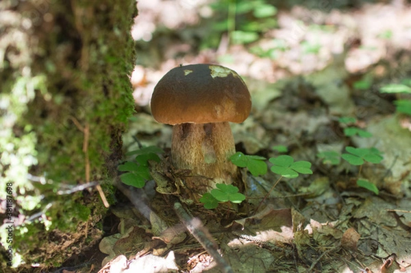 Fototapeta forest delicacy