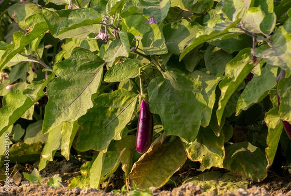 Fototapeta Plant of Eggplant in the field