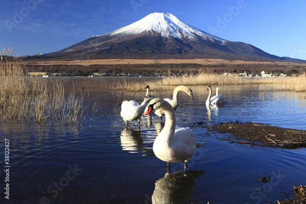 Obraz Mt. Fuji and Swans
