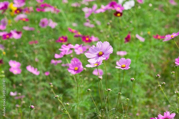 Fototapeta 満開になったコスモスの畑	