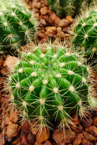 Fototapeta  Close up of cactus plant in the garden