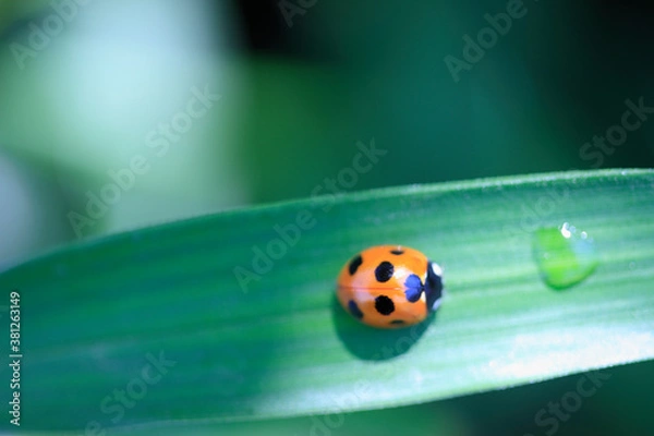 Fototapeta テントウ虫