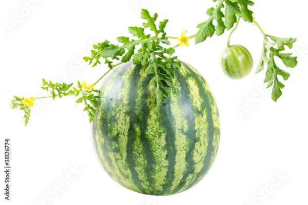 Obraz The watermelon