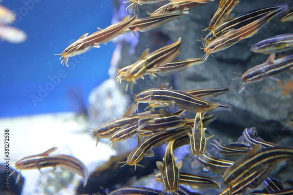 Obraz 水族館のゴンズイ