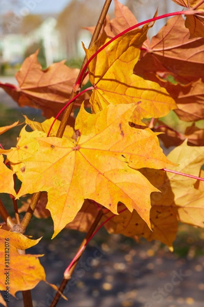 Obraz autumn maple leaves