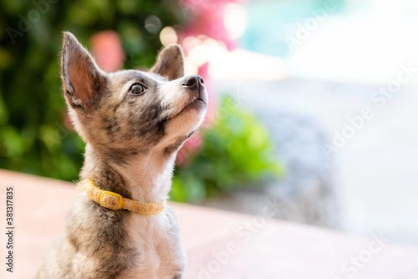 Obraz 大きな耳の茶色い子犬をクローズアップ