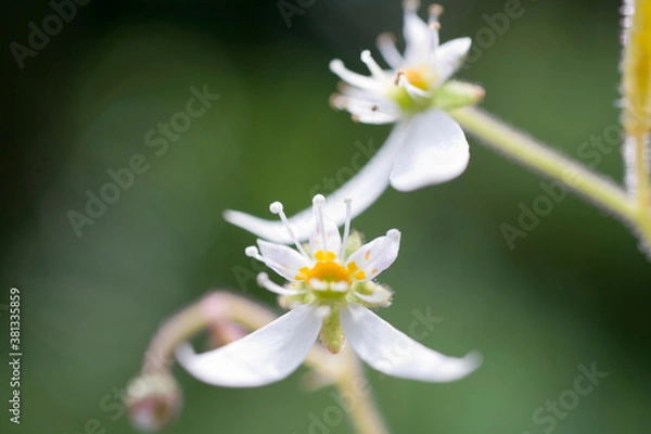 Fototapeta ユキノシタ