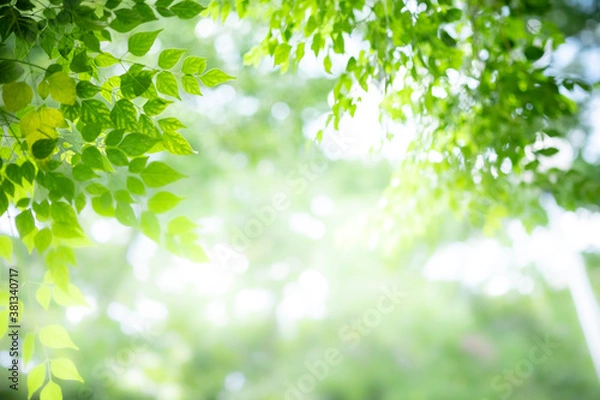 Fototapeta Concept nature view of green leaf on blurred greenery background in garden and sunlight with copy space using as background natural green plants landscape, ecology, fresh wallpaper concept.