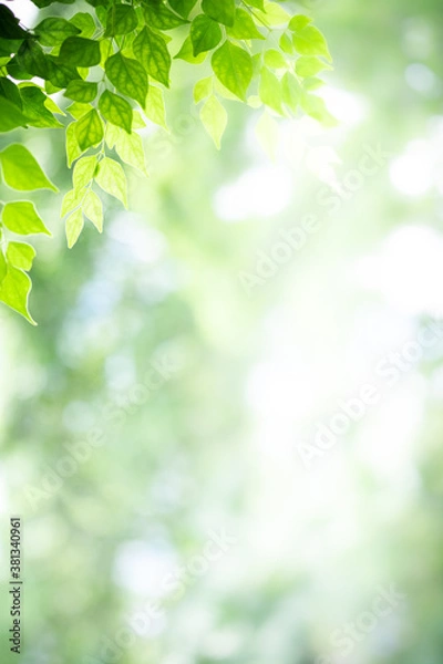 Fototapeta Concept nature view of green leaf on blurred greenery background in garden and sunlight with copy space using as background natural green plants landscape, ecology, fresh wallpaper concept.