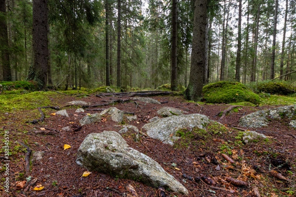 Fototapeta Rocky path in autumn forest shot from the ground level