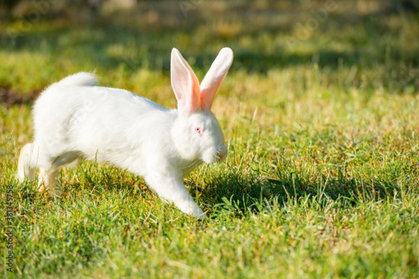 Fototapeta white rabbit jumping on green grass