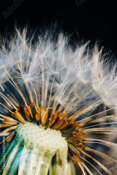 Fototapeta macro photo of white dandelion fluffs