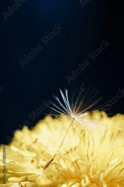 Obraz close up of a yellow dandelion flower with white fluff