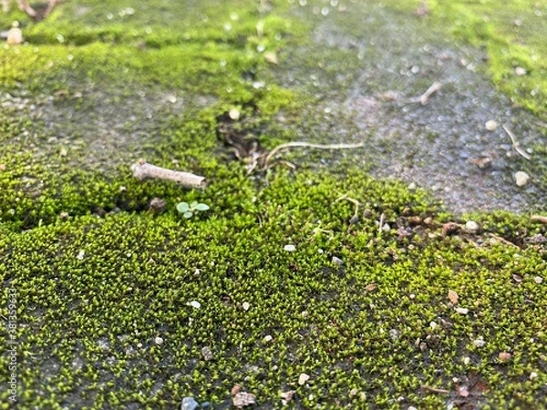 Obraz green moss on the ground