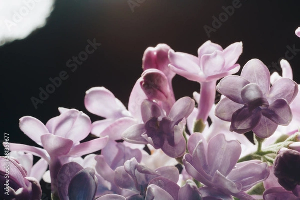 Obraz close-up of lilac flowers on a black background