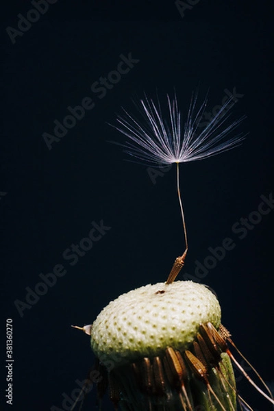Obraz macro photo of white dandelion fluffs one