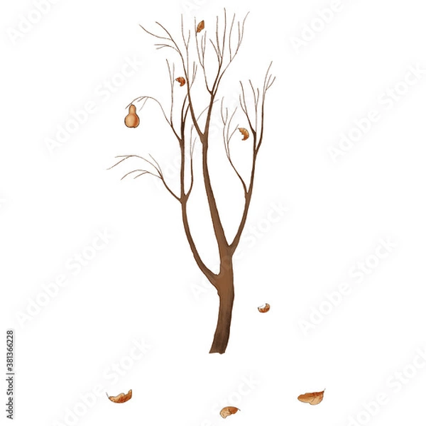 Obraz Autumn pear tree without leaves. Bare trunk. isolated on white background.