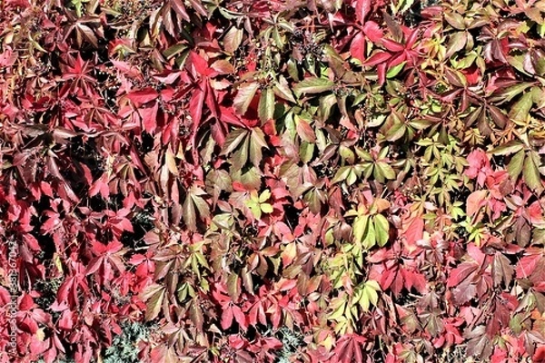 Fototapeta Jesień, liście