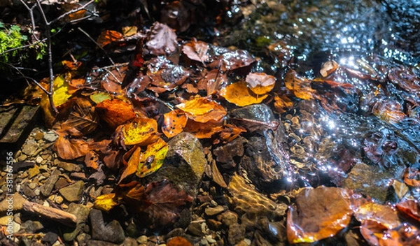 Fototapeta Fallen autumn colored leaves floating in a stream.