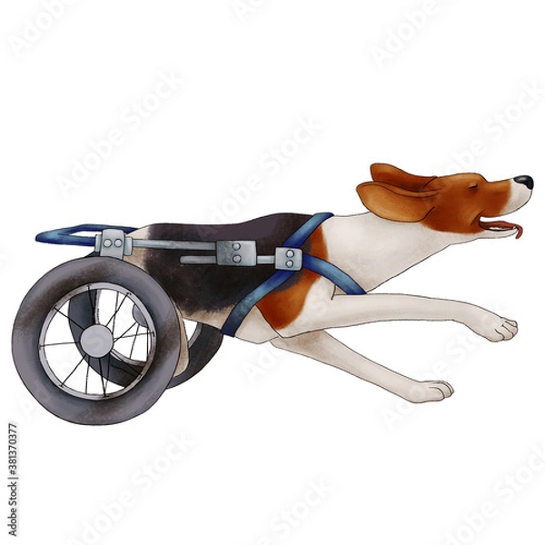 Fototapeta Cheerful dog in wheelchair. The hound is running. The illustration is isolated on a white background.