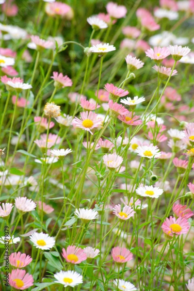 Fototapeta エリゲロン