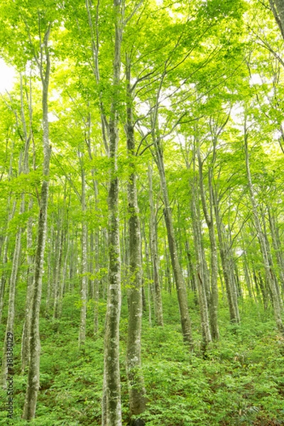 Fototapeta ブナの森