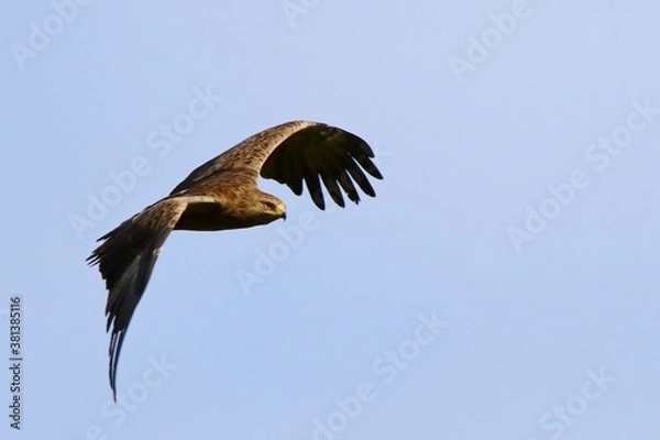 Obraz orlik krzykliwy