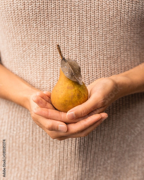 Fototapeta A yellow pear in the women’s hands on the background of a beige sweater. Trendy autumn concept in pastel colors. Autumn mood.