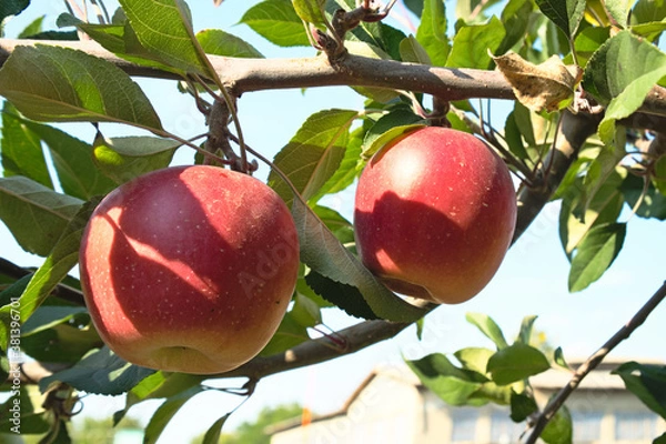 Fototapeta Crop of fresh ripe apples on apple tree in an orchard in Serbia