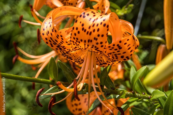 Obraz Tiger lily