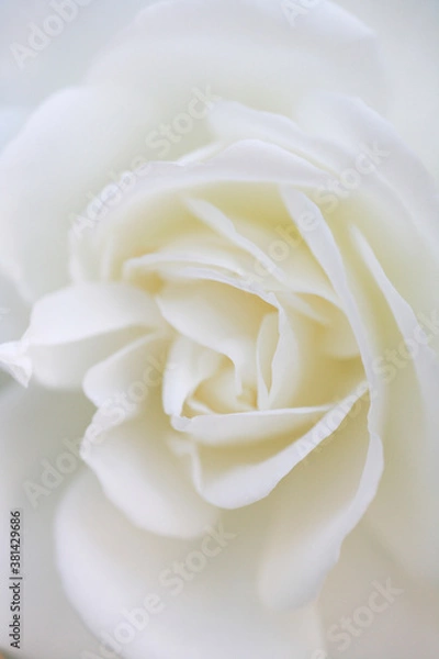 Obraz 白色の薔薇