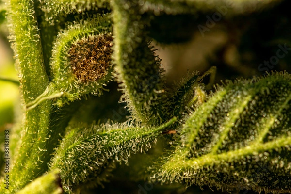 Obraz Close up crystals on cannabis leaf