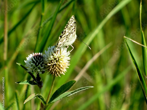 Obraz Butterfly and clover