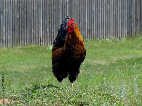 Obraz Rooster