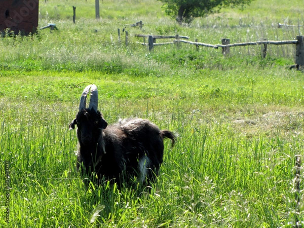 Obraz Black goat