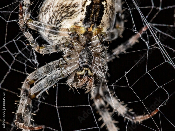 Obraz The spider sits on the web. Close-up. Macro