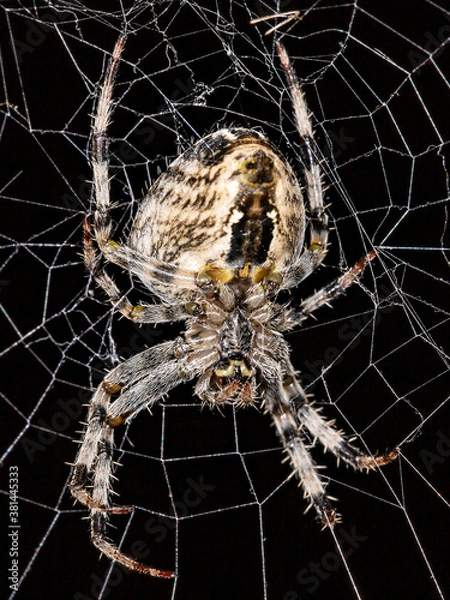 Obraz The spider sits on the web. Close-up. Macro