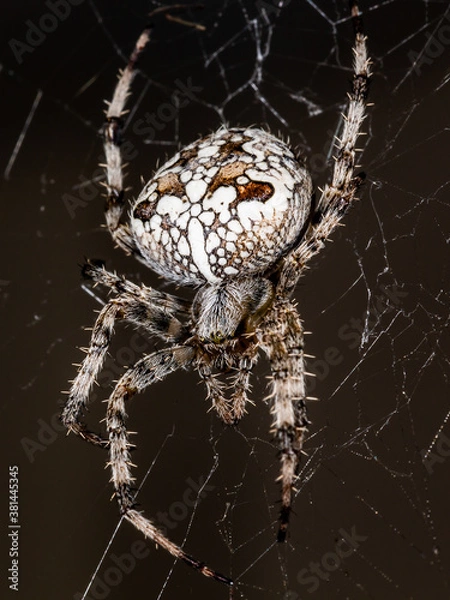 Obraz The spider sits on the web. Close-up. Macro