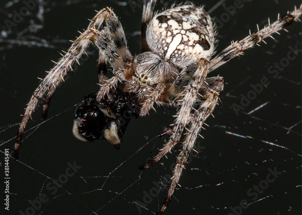 Obraz The spider sits on the web. Close-up. Macro